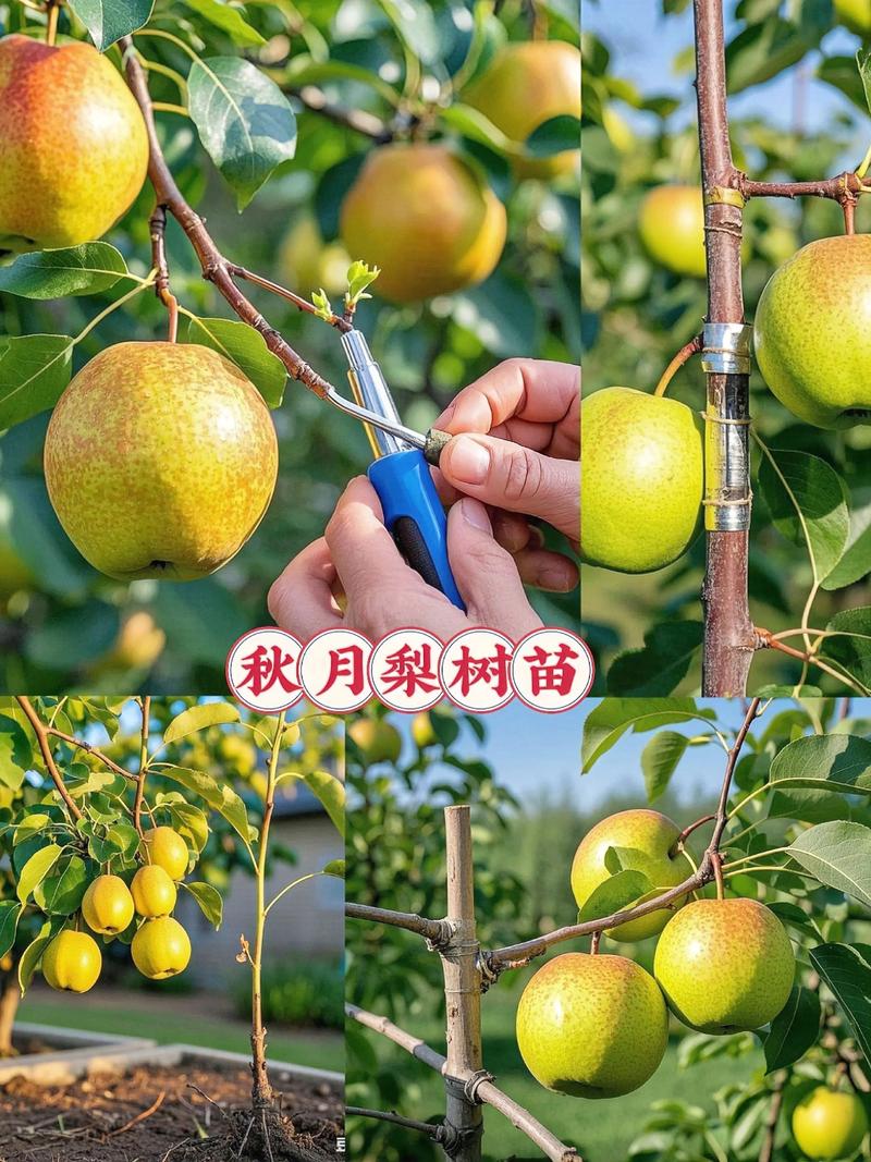 梨树什么时候移栽最好?老农教你春季+秋季两套标准方案,成活率95%以上 二、土壤环境:梨树喜疏松微酸性沙壤土,pH 5.5-7.0