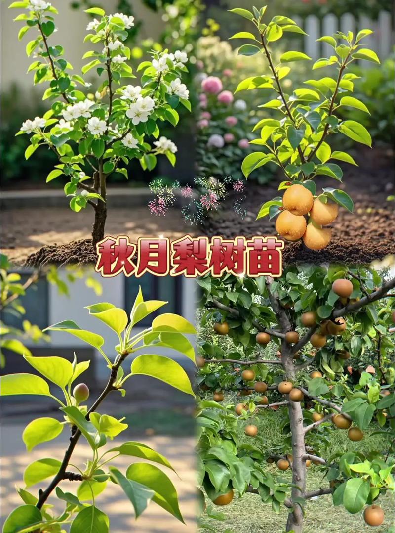 梨树什么时候移栽最好?老农教你春季+秋季两套标准方案,成活率95%以上 五、浇定根水:边栽边浇,浇透不积水