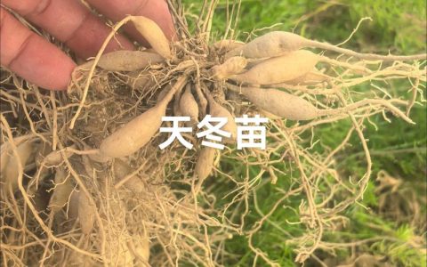天冬苗哪里买？科学采购渠道评估指南，助你避开苗圃陷阱