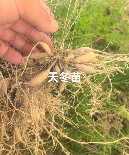 天冬苗哪里买？科学采购渠道评估指南，助你避开苗圃陷阱