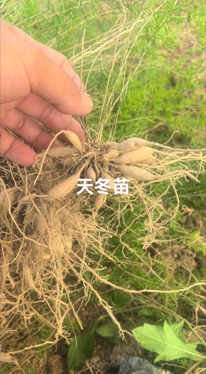 天冬苗哪里买？科学采购渠道评估指南，助你避开苗圃陷阱