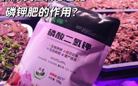 丝瓜用什么肥料比较好？家庭种植高效施肥全攻略