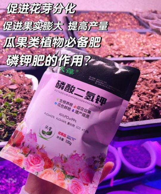 丝瓜用什么肥料比较好？家庭种植高效施肥全攻略