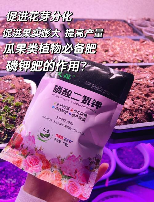 丝瓜用什么肥料比较好？家庭种植高效施肥全攻略