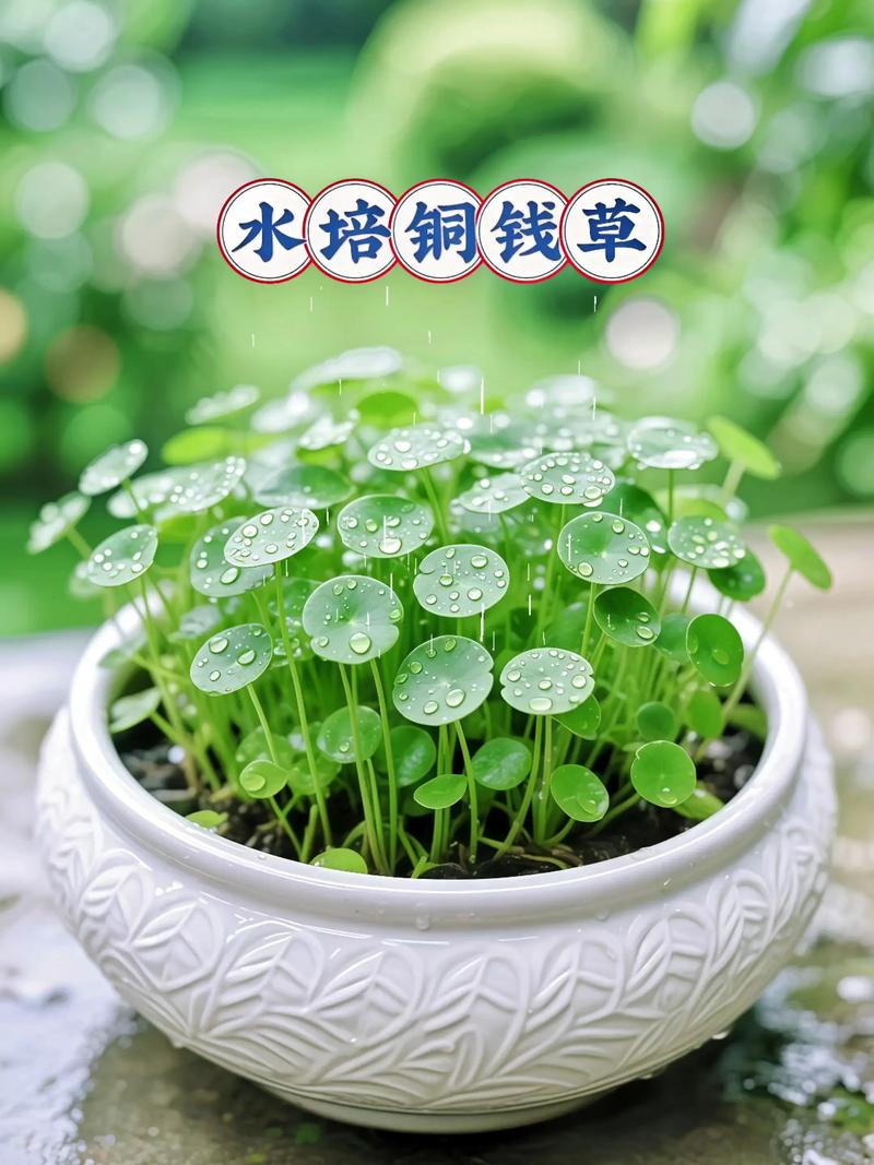 养铜钱草需要土吗?水培与土培的全面对比与养护指南 四、常见问题解答