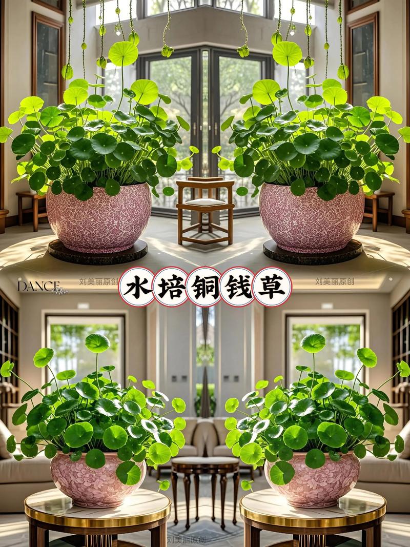 养铜钱草需要土吗?水培与土培的全面对比与养护指南 五、总结