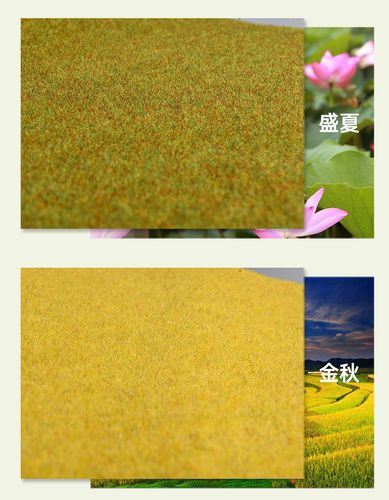 四、常见陷阱与规避策略