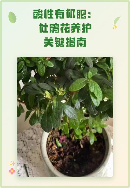 盆栽杜鹃花施什么肥?科学配方与养护周期全攻略 四、施肥禁忌与安全提示