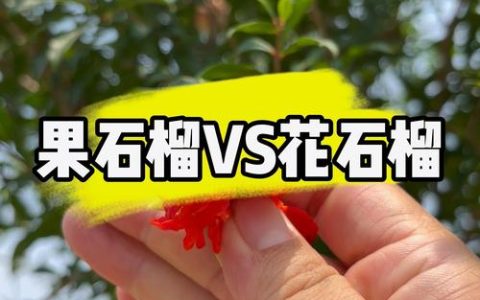 花石榴和果石榴的区别图解：选购、种植与养护全攻略