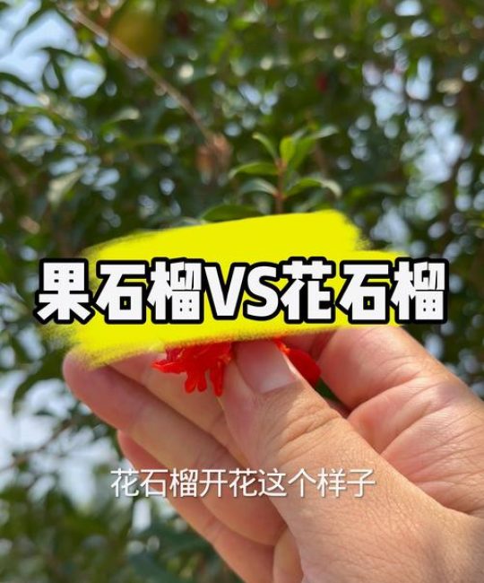花石榴和果石榴的区别图解：选购、种植与养护全攻略