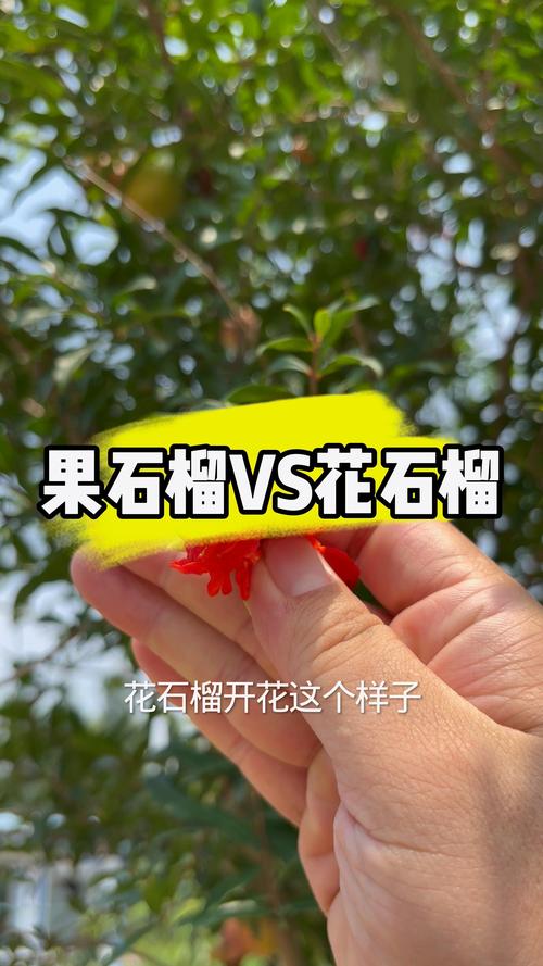 花石榴和果石榴的区别图解:选购、种植与养护全攻略 花石榴和果石榴的区别图解:选购、种植与养护全攻略