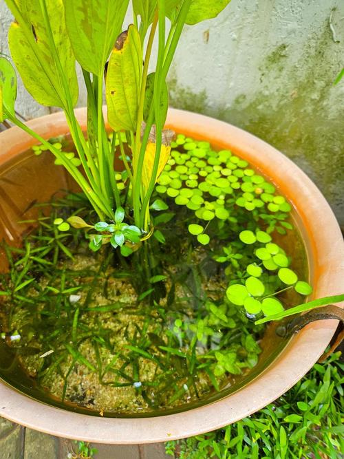 养鱼水能浇花吗?园艺达人的环保妙招与注意事项 结语:变废为宝,但需科学