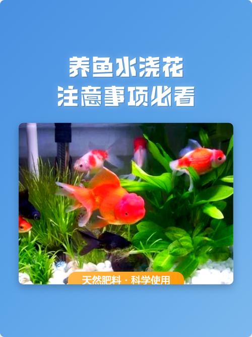养鱼水能浇花吗?园艺达人的环保妙招与注意事项 常见误区与辟谣