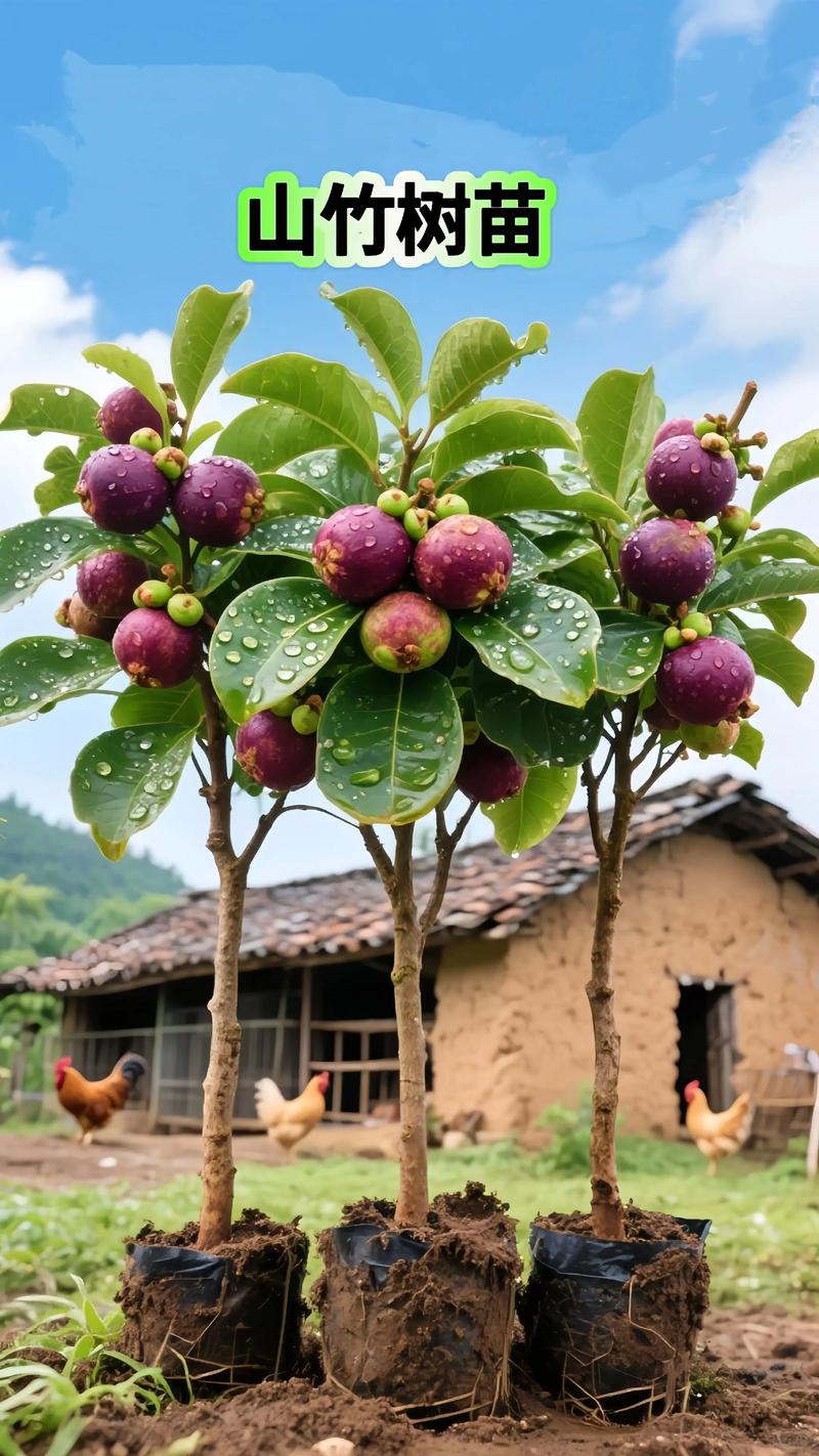 山竹树长什么样子？藤黄科藤黄属常绿大乔木的识别特征