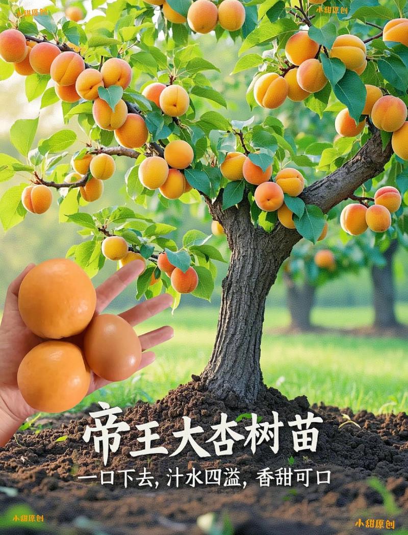杏树苗移栽最佳时间:春季3月中下旬或秋季10月中旬,地温需稳定在10℃以上 五、浇定根水:边栽边浇,浇透不积水,一次浇足穴径的2-3倍