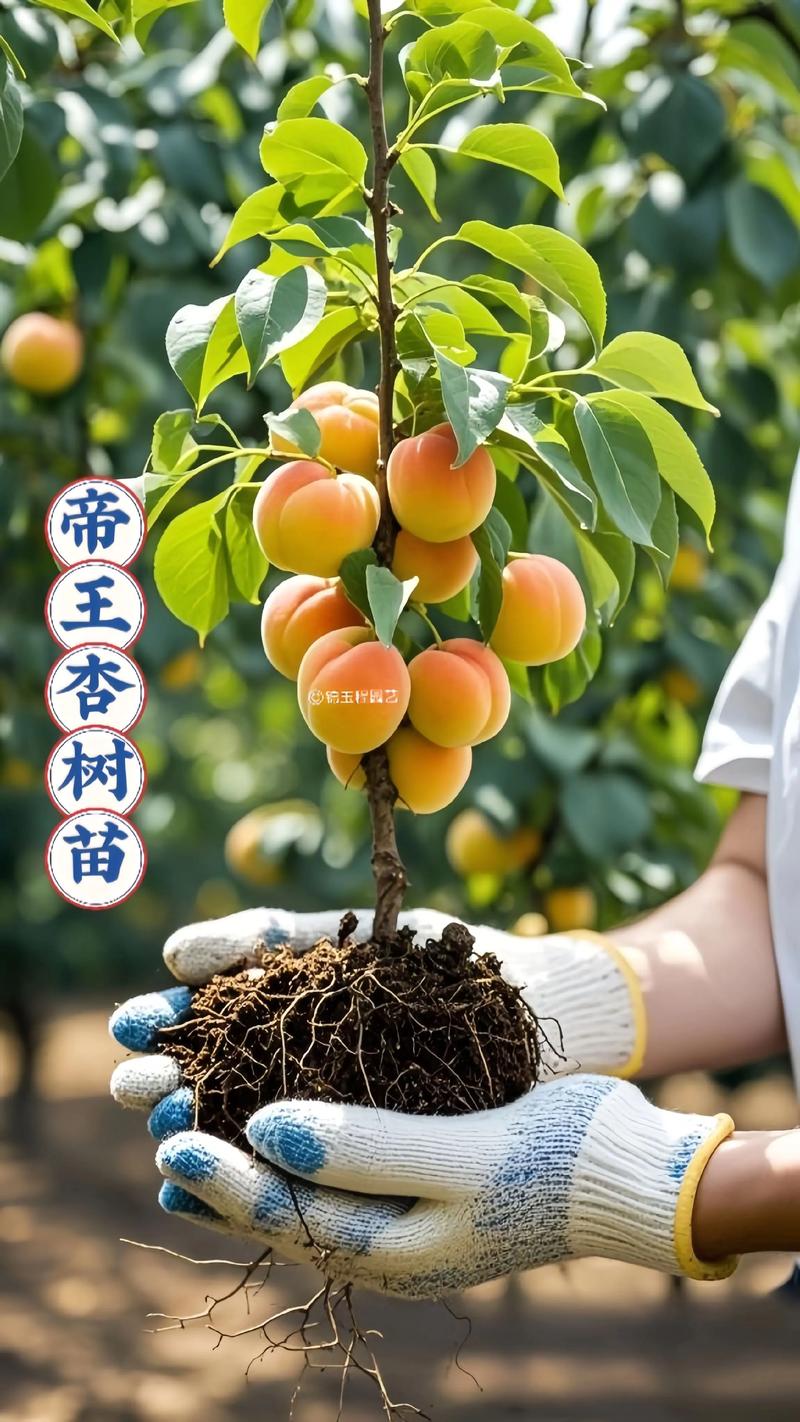 杏树苗移栽最佳时间:春季3月中下旬或秋季10月中旬,地温需稳定在10℃以上 三、栽前处理:修剪烂根、浸泡生根剂、剪叶防脱水