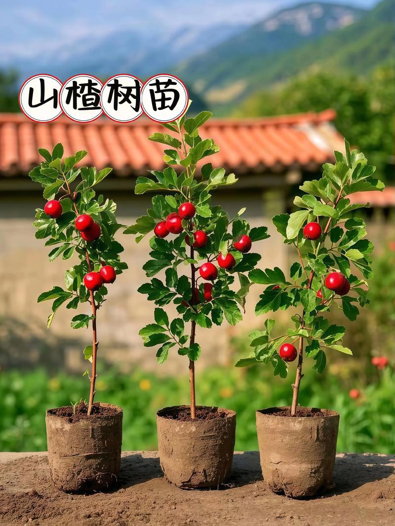 山楂树根系发达,是固土耐旱成活率高的核心优势 山楂树根系发达,是固土耐旱成活率高的核心优势