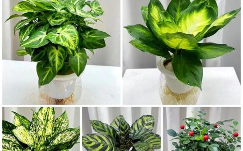 水培植物哪个最好？2026年家庭养护首选清单与终极指南
