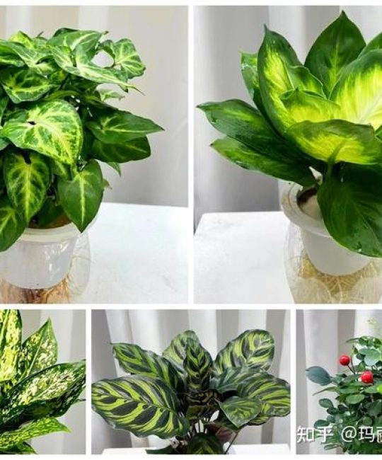 水培植物哪个最好？2026年家庭养护首选清单与终极指南