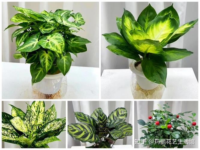 水培植物哪个最好?2026年家庭养护首选清单与终极指南 水培植物没有绝对“最好”,只有“最合适”
