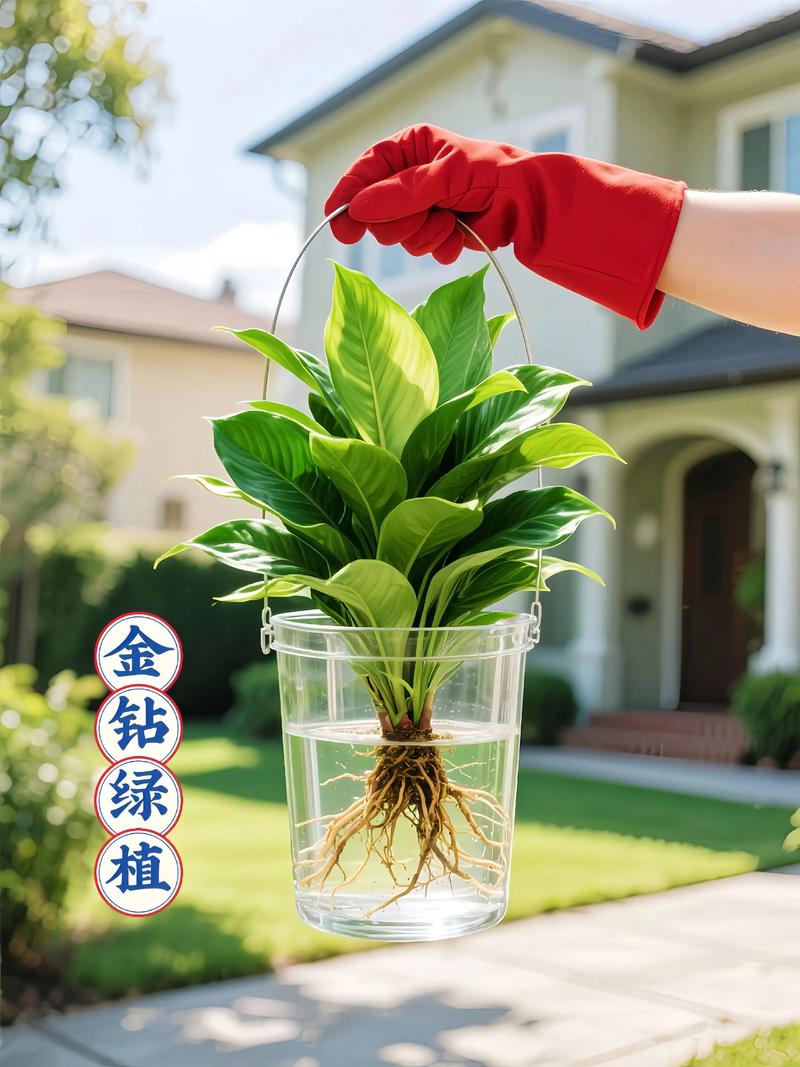 水培植物哪个最好?2026年家庭养护首选清单与终极指南 2026年家庭水培植物推荐清单