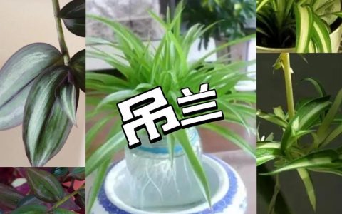 吊兰什么时候开花？花期、养护要点与不开花原因全解析