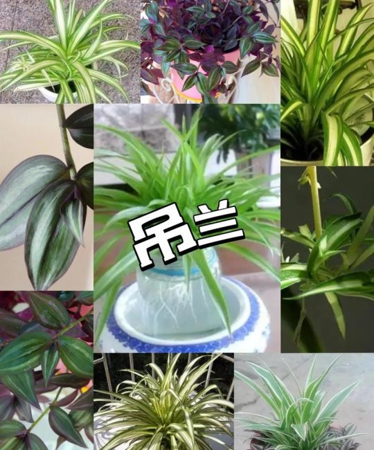 吊兰什么时候开花？花期、养护要点与不开花原因全解析