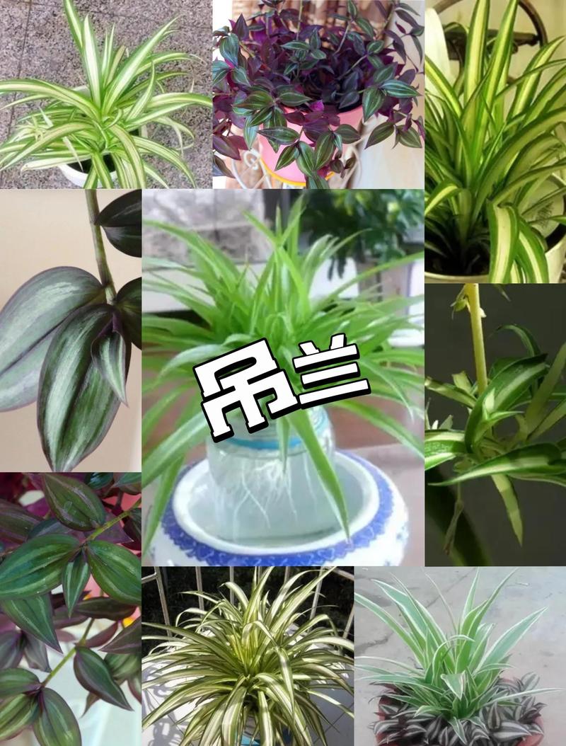 吊兰什么时候开花?花期、养护要点与不开花原因全解析 吊兰到底什么时候开花?