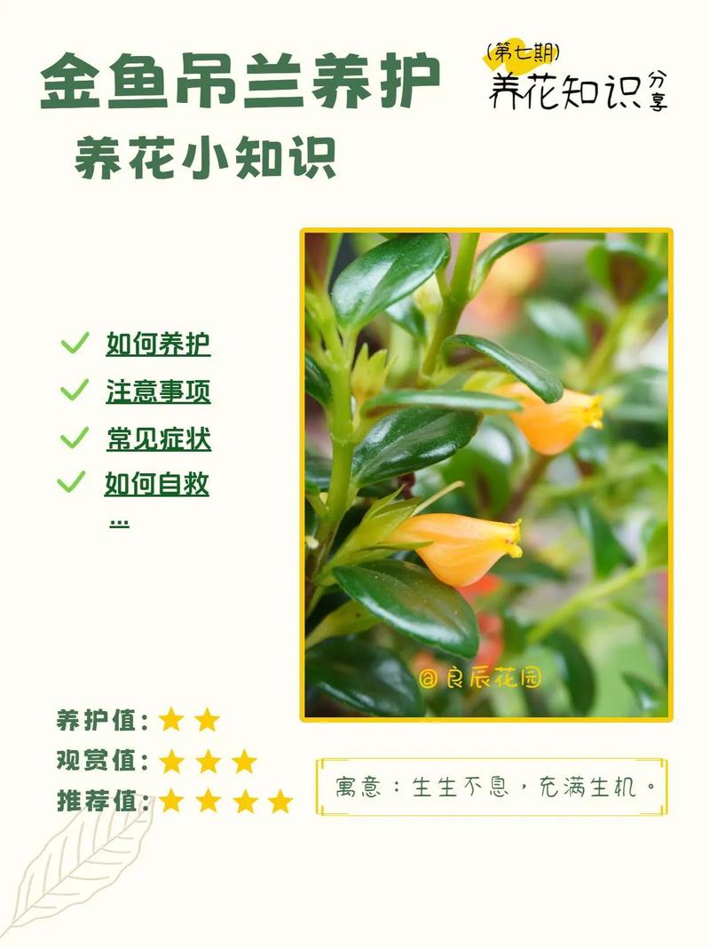吊兰什么时候开花?花期、养护要点与不开花原因全解析 促花养护四步操作指南