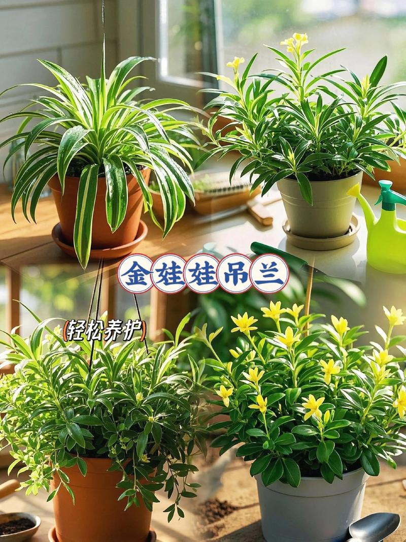 吊兰什么时候开花?花期、养护要点与不开花原因全解析 影响吊兰开花的三类关键因素