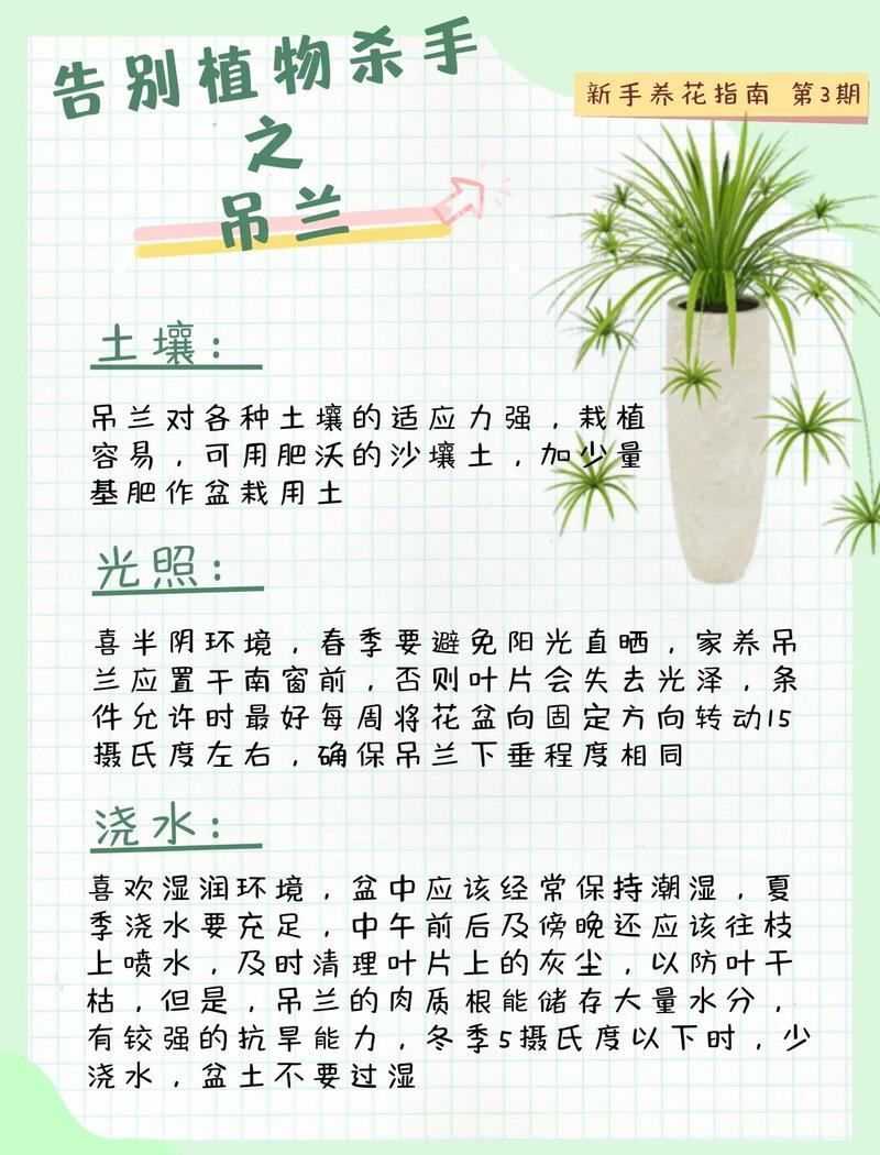 吊兰什么时候开花?花期、养护要点与不开花原因全解析 吊兰不开花的5个常见原因与解决对策
