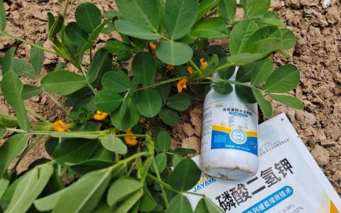 花生下针期要施什么肥？科学施肥助力高产