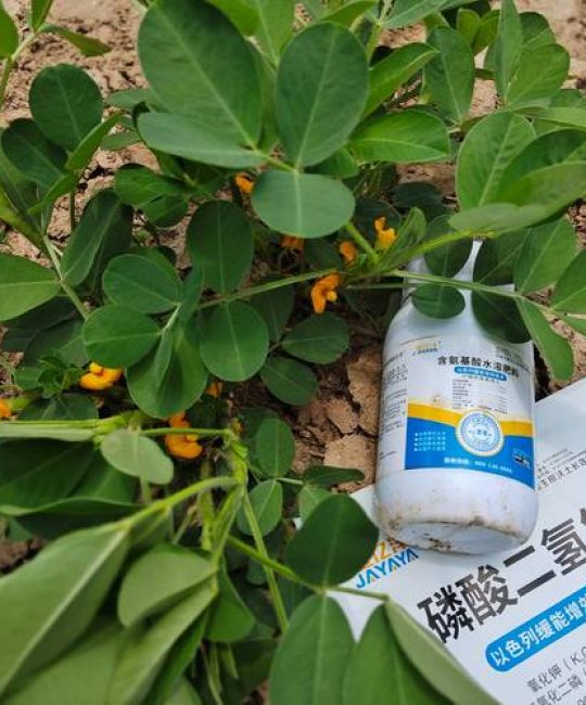 花生下针期要施什么肥？科学施肥助力高产