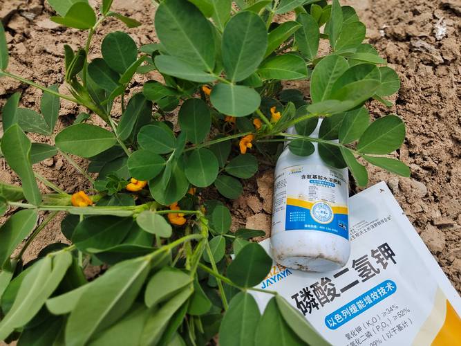 花生下针期要施什么肥?科学施肥助力高产 引言