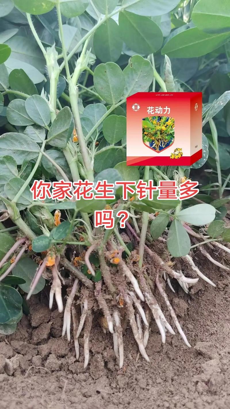 花生下针期要施什么肥?科学施肥助力高产 结语