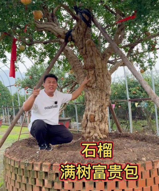 院子外面东边种什么树好？科学选树指南与养护要点