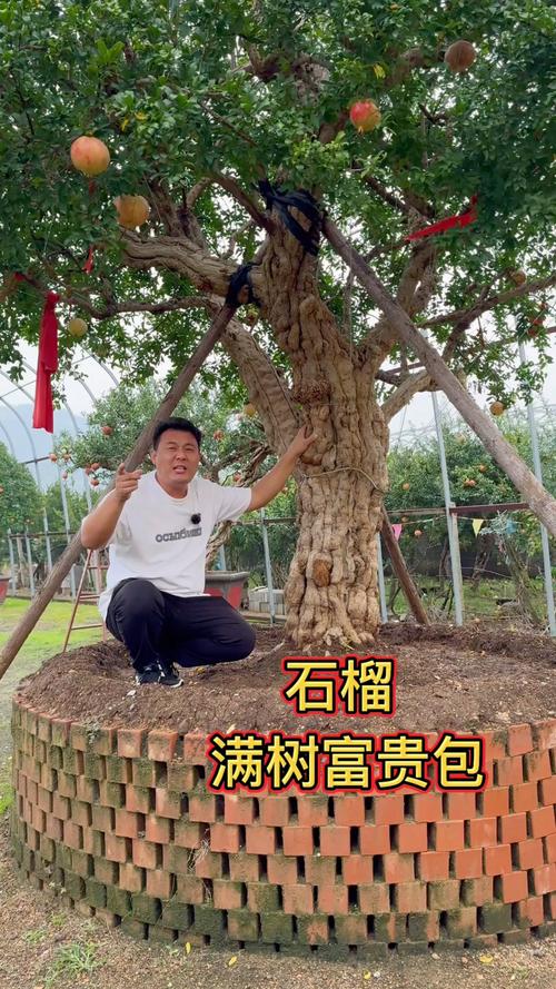 院子外面东边种什么树好？科学选树指南与养护要点