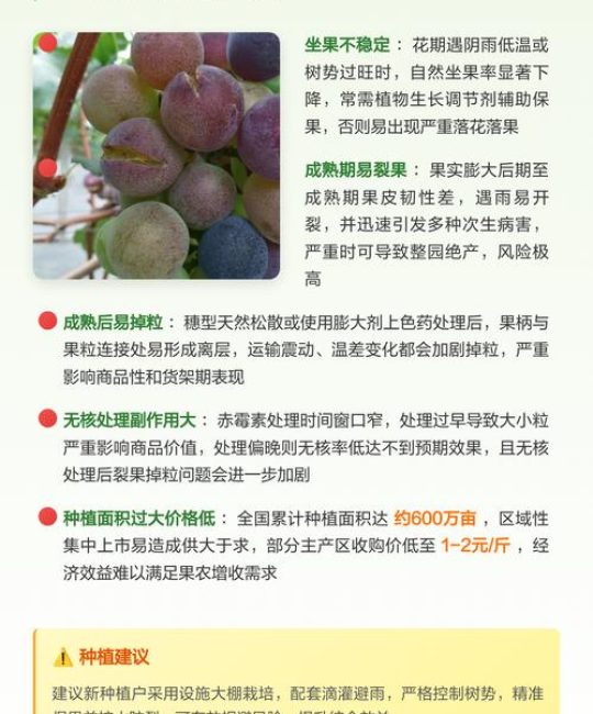 巨峰葡萄品种优缺点全解析：家庭种植与经济效益分析