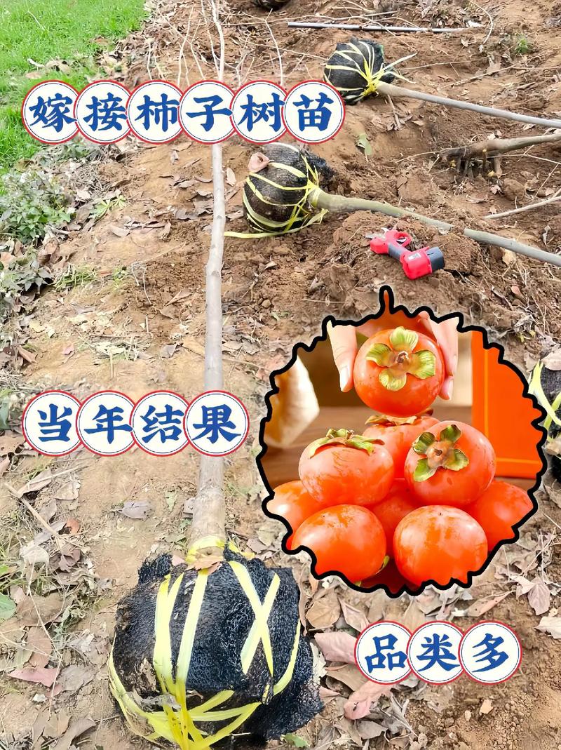 东北可以种柿子树吗?科学分析与实操指南 四、常见问题与补救