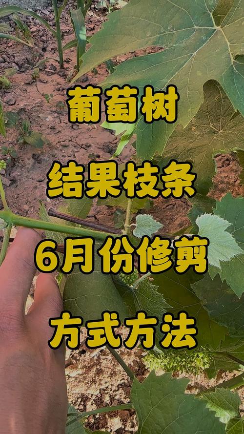 葡萄树怎么剪枝才能让它多结果子 促果修剪实操步骤