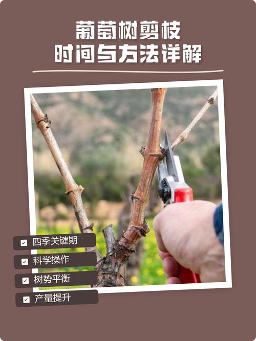 葡萄树怎么剪枝才能让它多结果子 总结