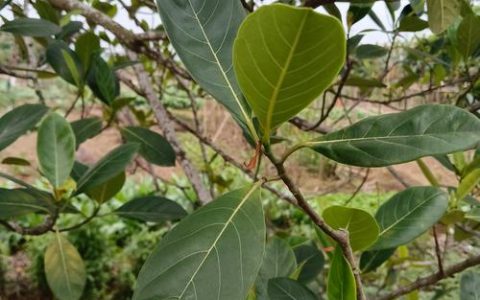 菠萝叶是什么树的叶子？揭开这种常见误解的植物学真相