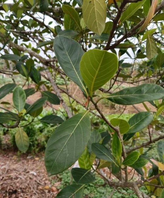 菠萝叶是什么树的叶子？揭开这种常见误解的植物学真相