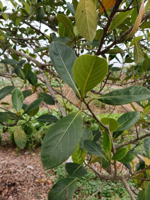 菠萝叶是什么树的叶子?揭开这种常见误解的植物学真相 菠萝叶是什么树的叶子?揭开这种常见误解的植物学真相