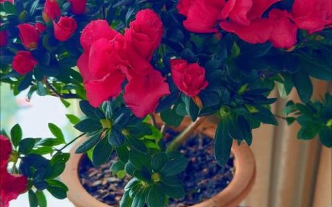 杜鹃花花苞干枯是什么原因？六大原因及解决方法详解