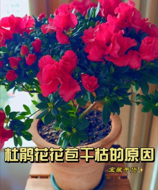 杜鹃花花苞干枯是什么原因？六大原因及解决方法详解