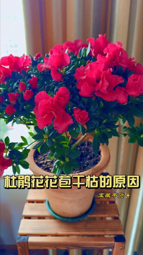 杜鹃花花苞干枯是什么原因?六大原因及解决方法详解 杜鹃花花苞干枯是什么原因?六大原因及解决方法详解