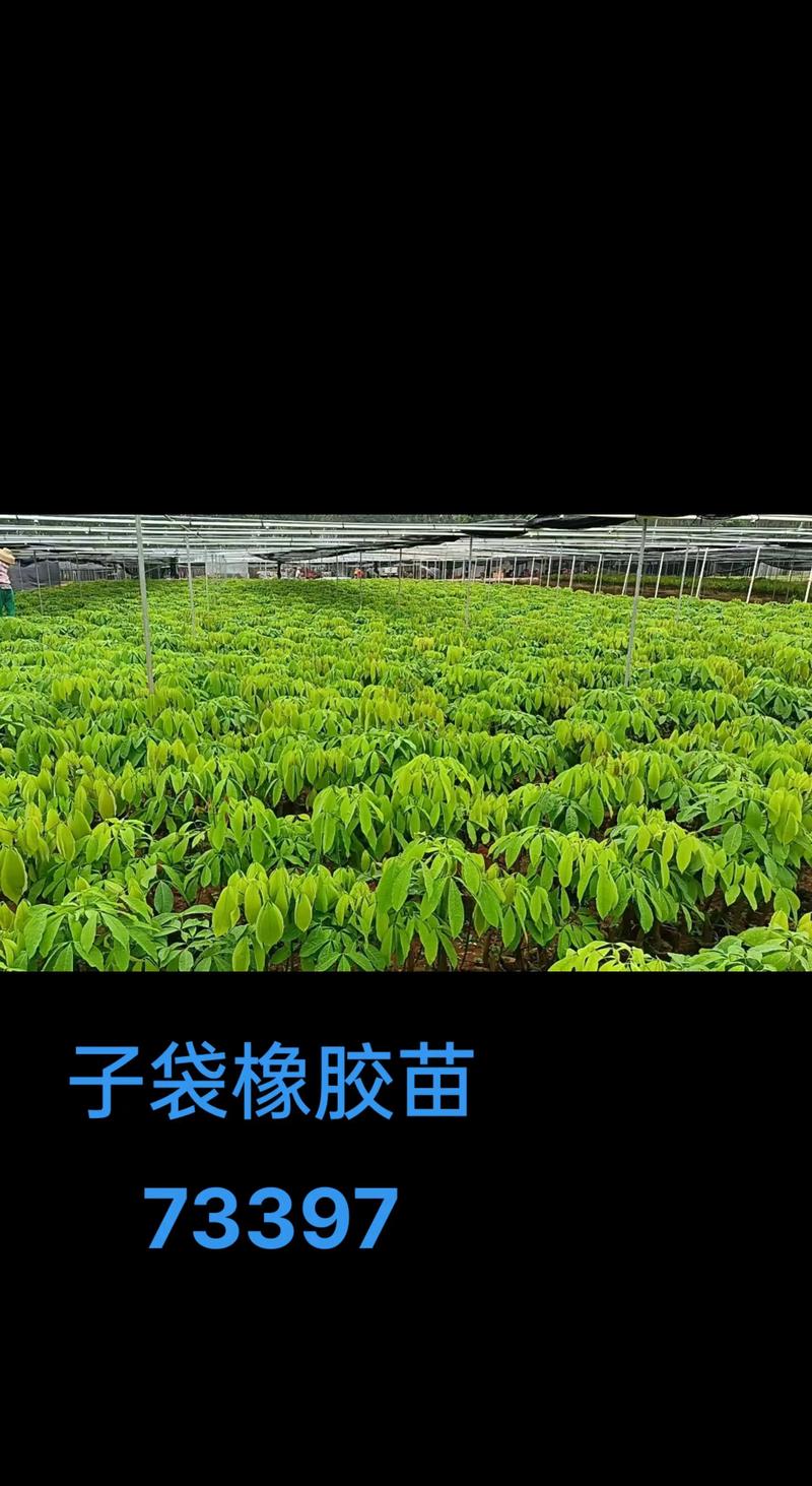 常见问题（FAQ）