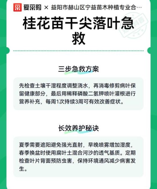 桂花树苗干叶子怎么办？原因分析与急救养护全攻略