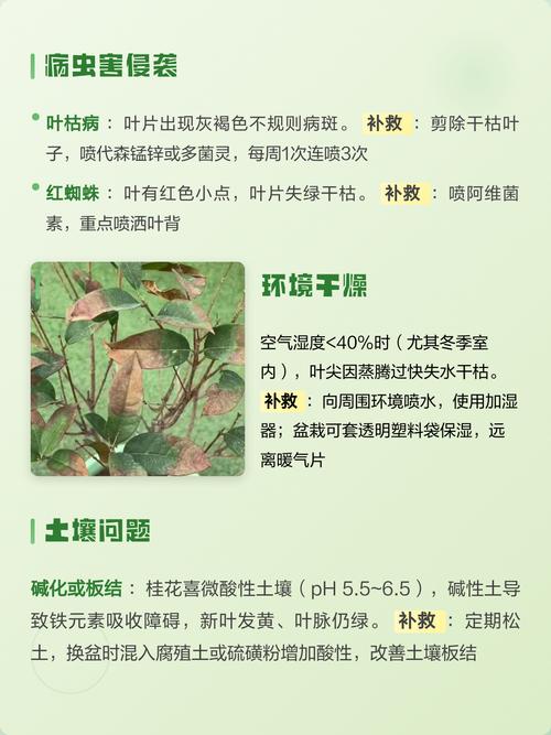 桂花树苗干叶子怎么办?原因分析与急救养护全攻略 二、急救操作步骤